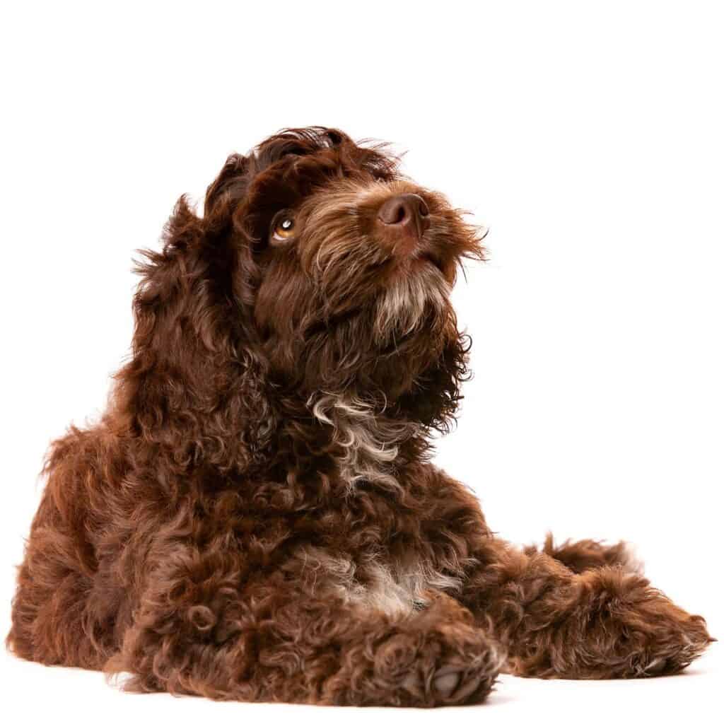 a brown cockapoo laying down looking up