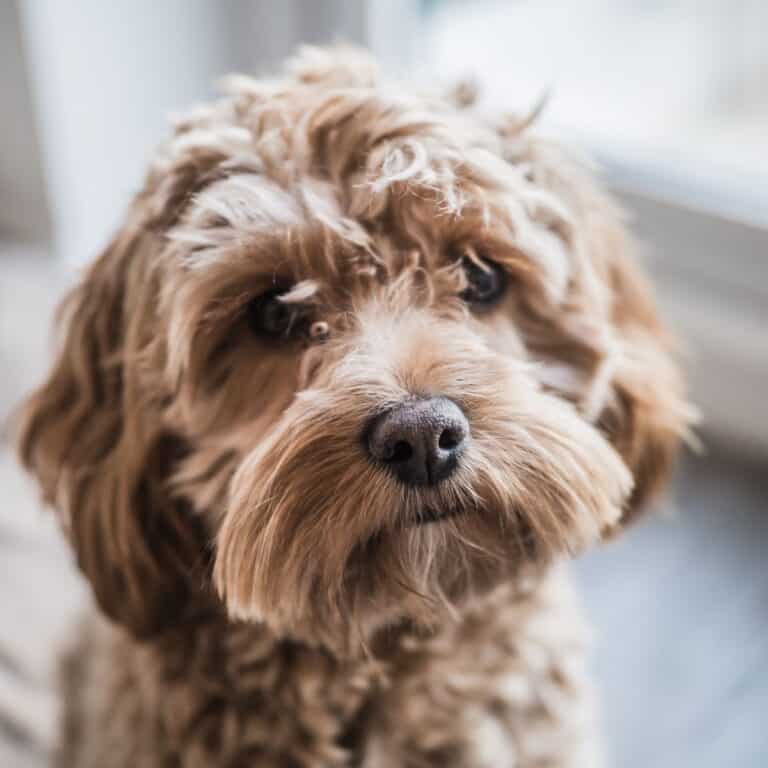 13 Cockapoo Coat Colors Pictures Doggie HQ