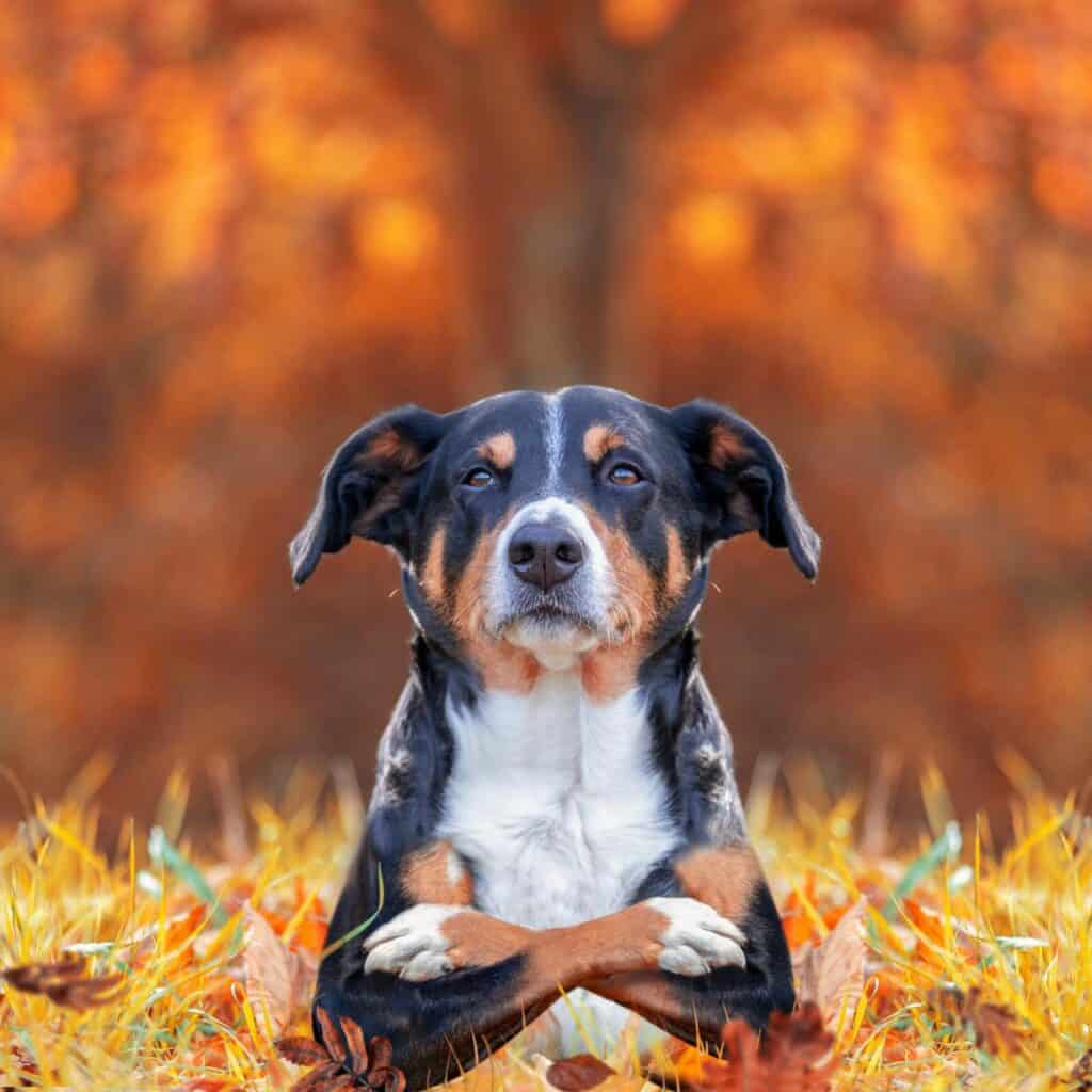 black, white, and brown dog sitting in the grass with fall colored trees in the background