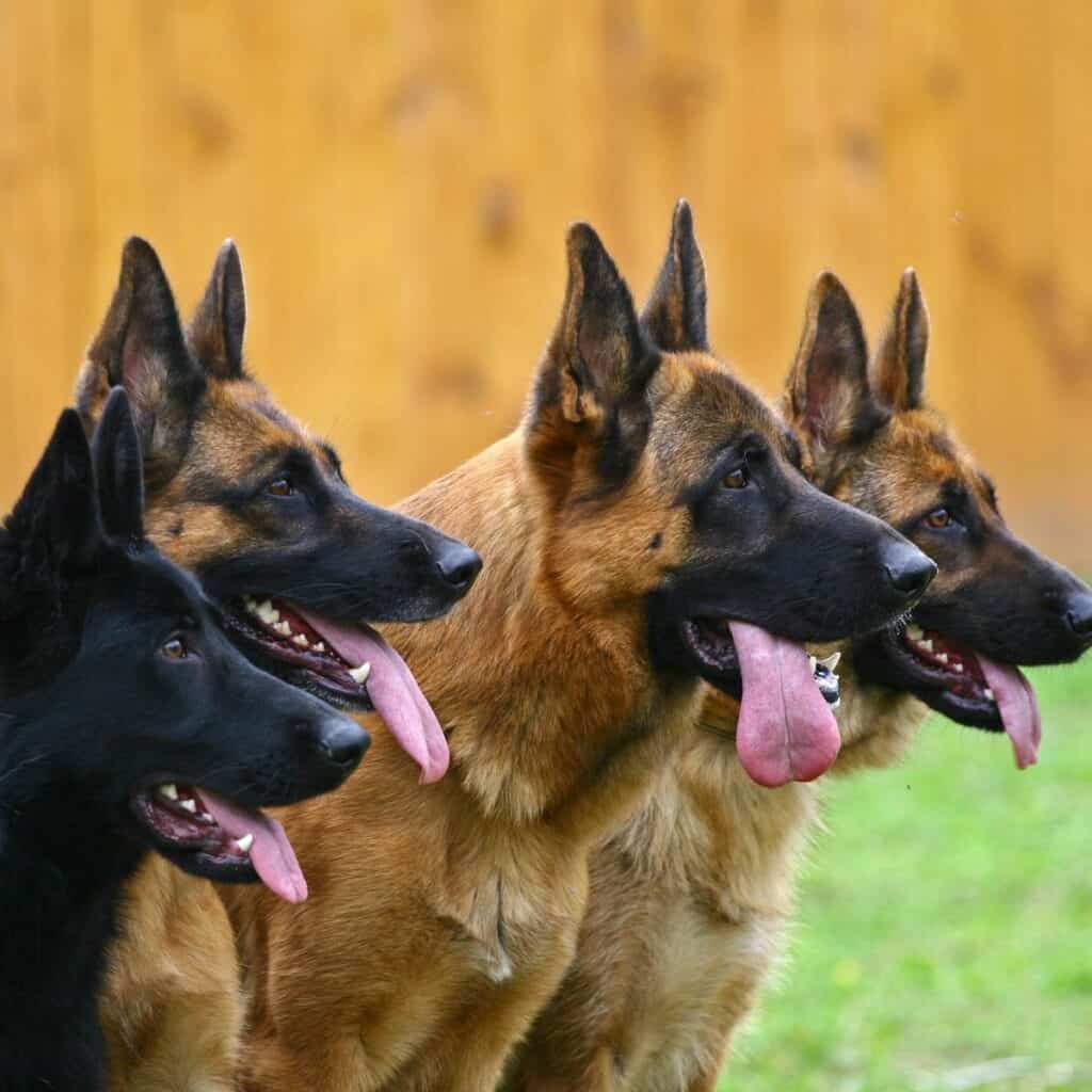 four german shepherd mixes lined up side by side