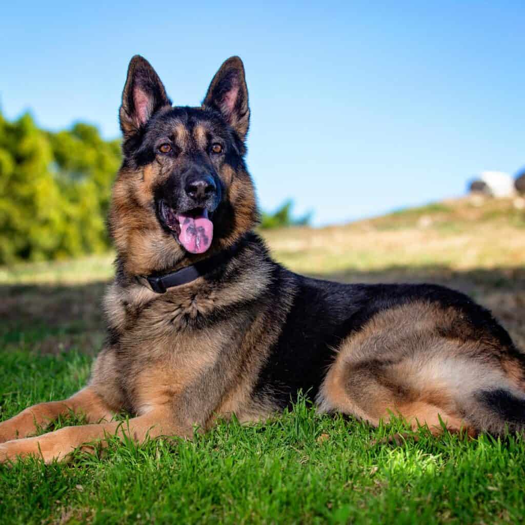 big german shepherd laying in the grass