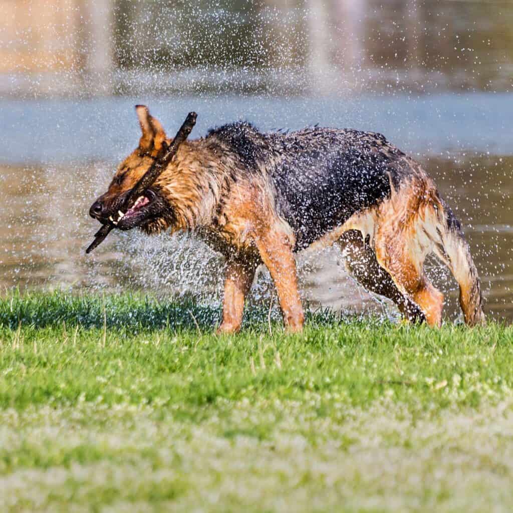 german shepherd playing with a stick next to a pond and shaking off