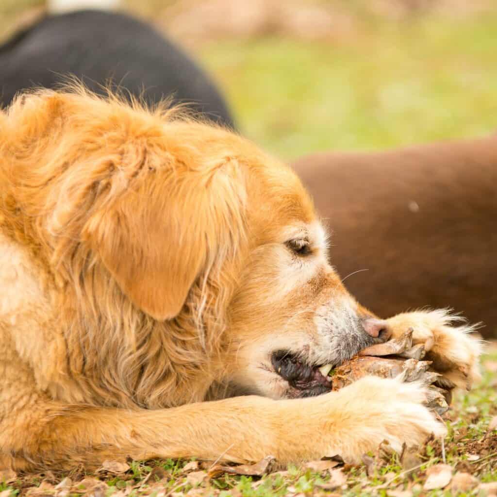 a golden retriever laying in the grass eating a pine cone next to another dog.