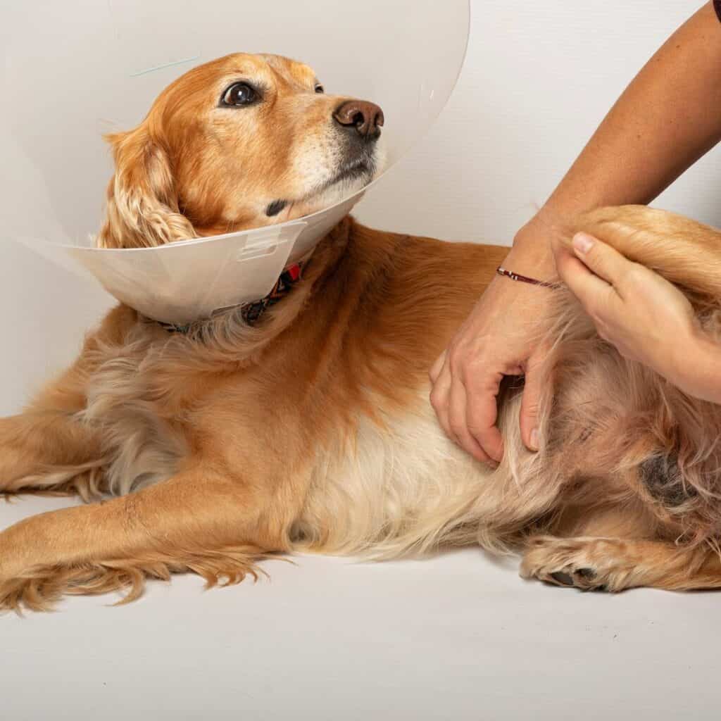 golden retriever laying down after being neutered wearing an elizabethan collar