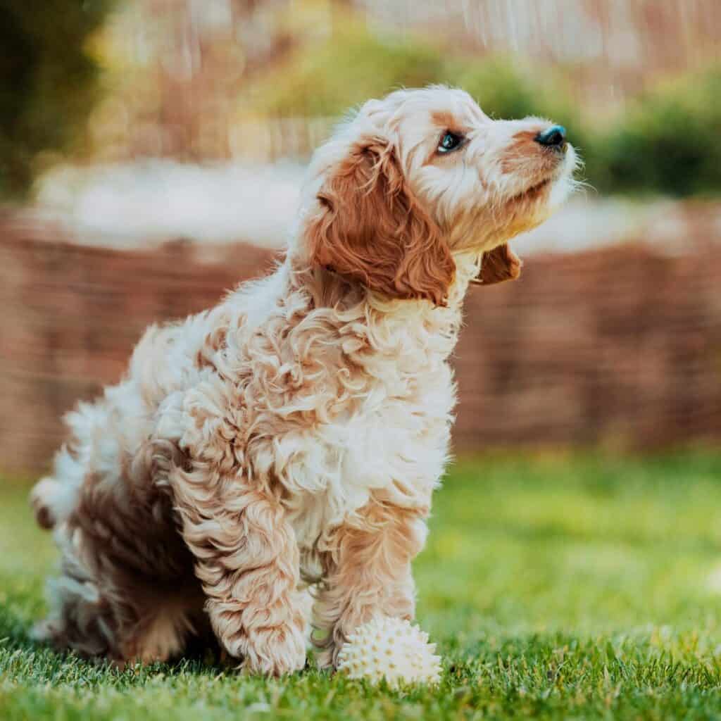 a parti-colored cockapoo standing in the grass