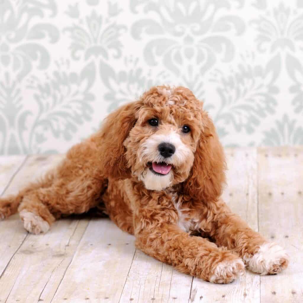 a phantom cockapoo laying down