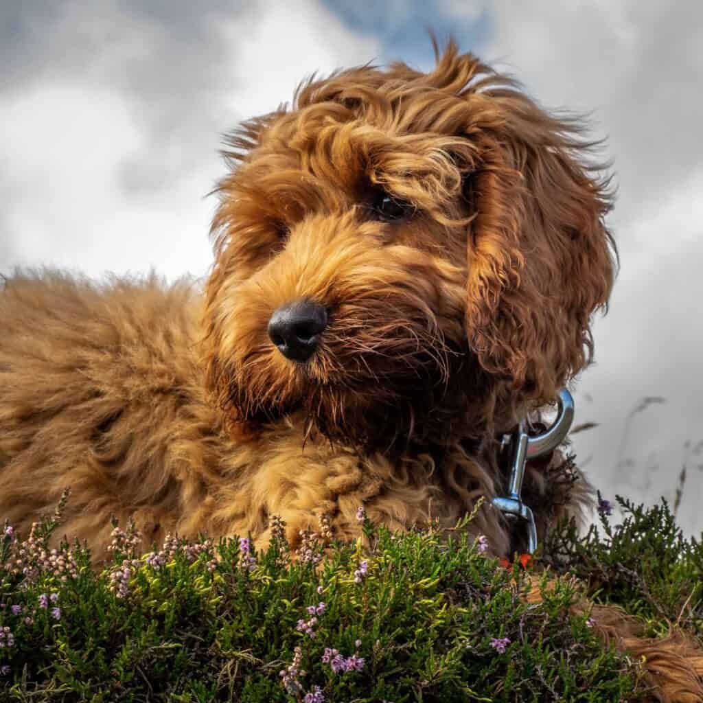 a red cockapoo laying the grass