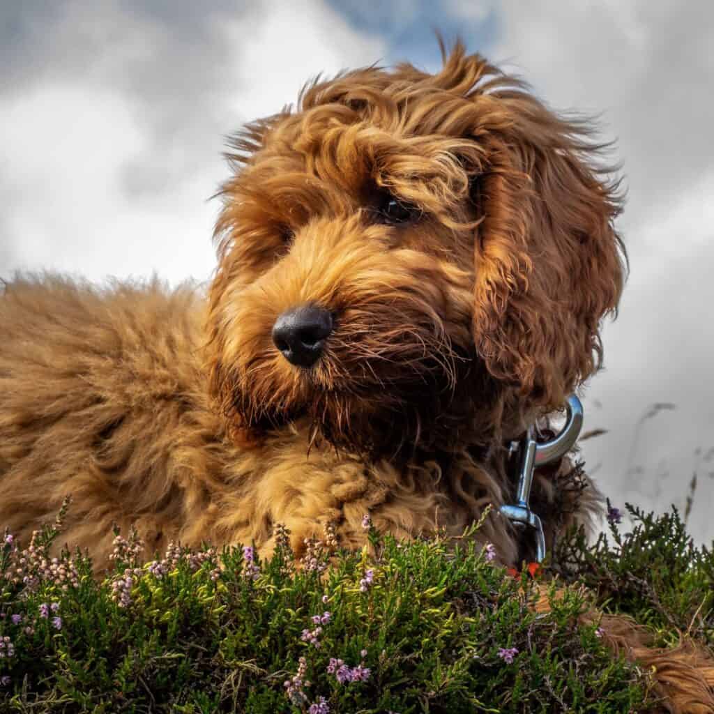 13 Cockapoo Coat Colors Pictures Doggie HQ