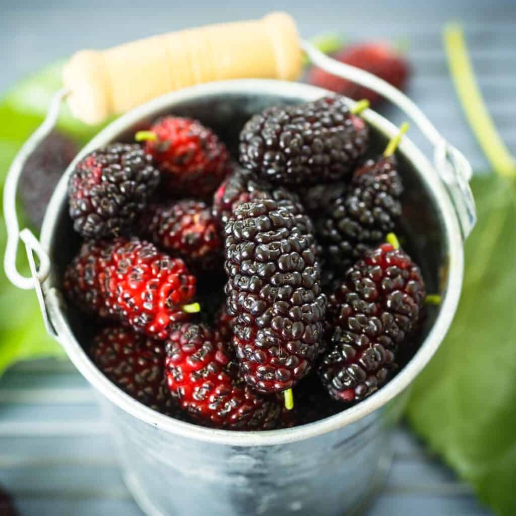 a tin can of ripe black mulberries