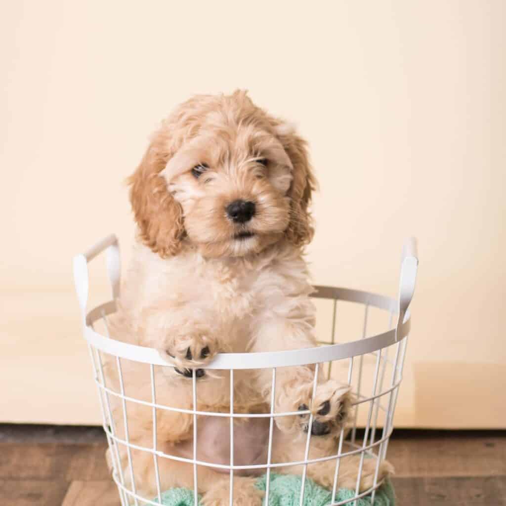 a sable cockapoo puppy in a white basket