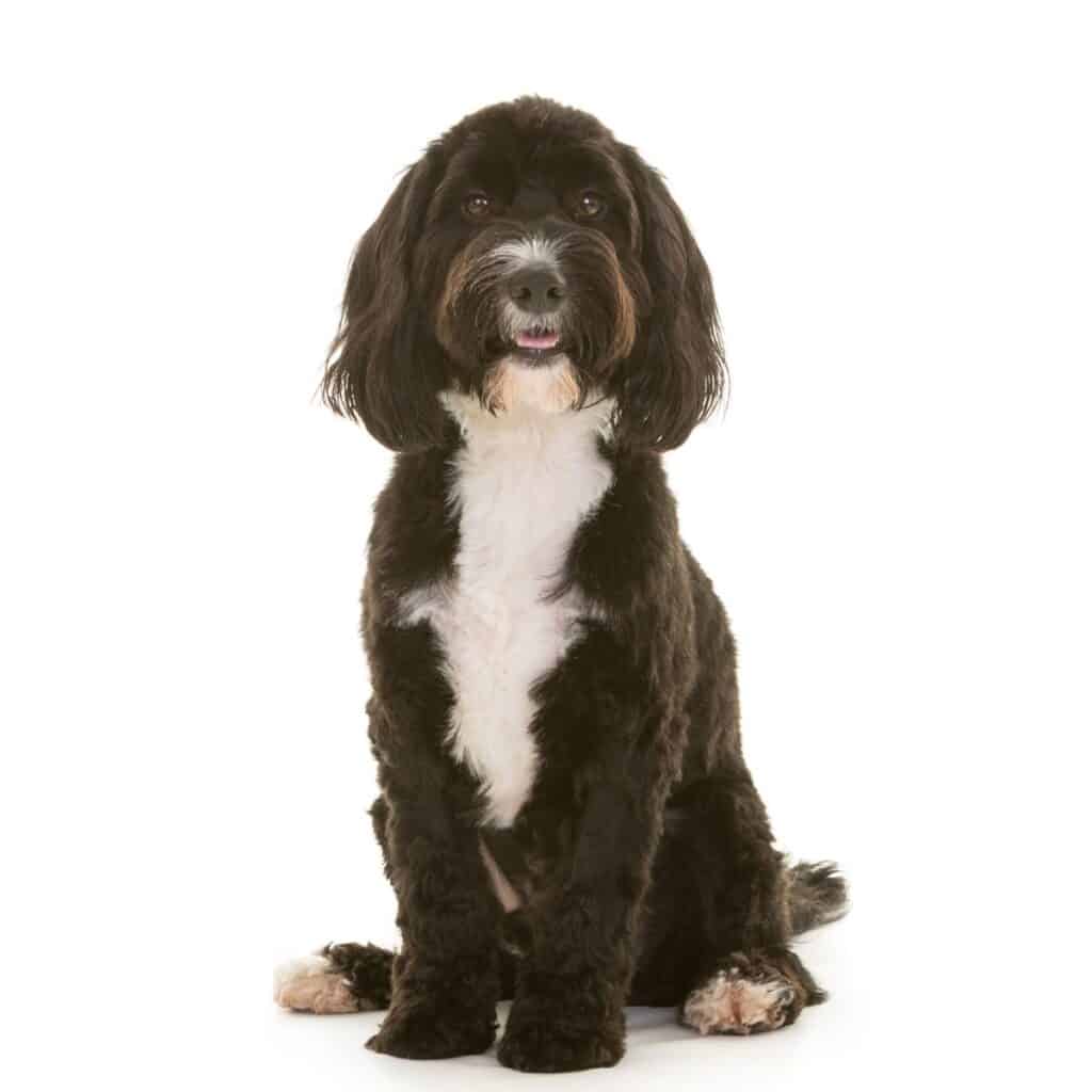 a full grown tuxedo cockapoo sitting