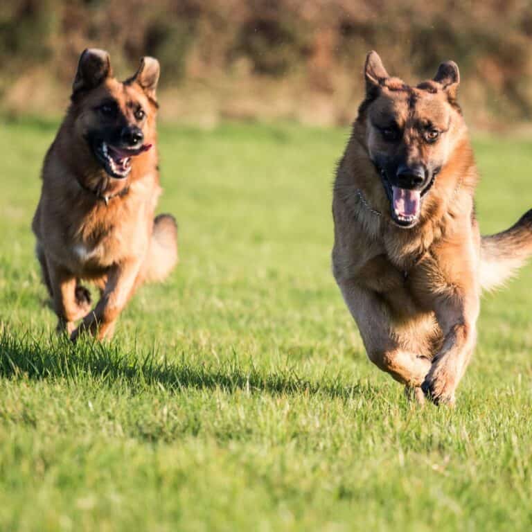 two german shepherds running next to each other outside
