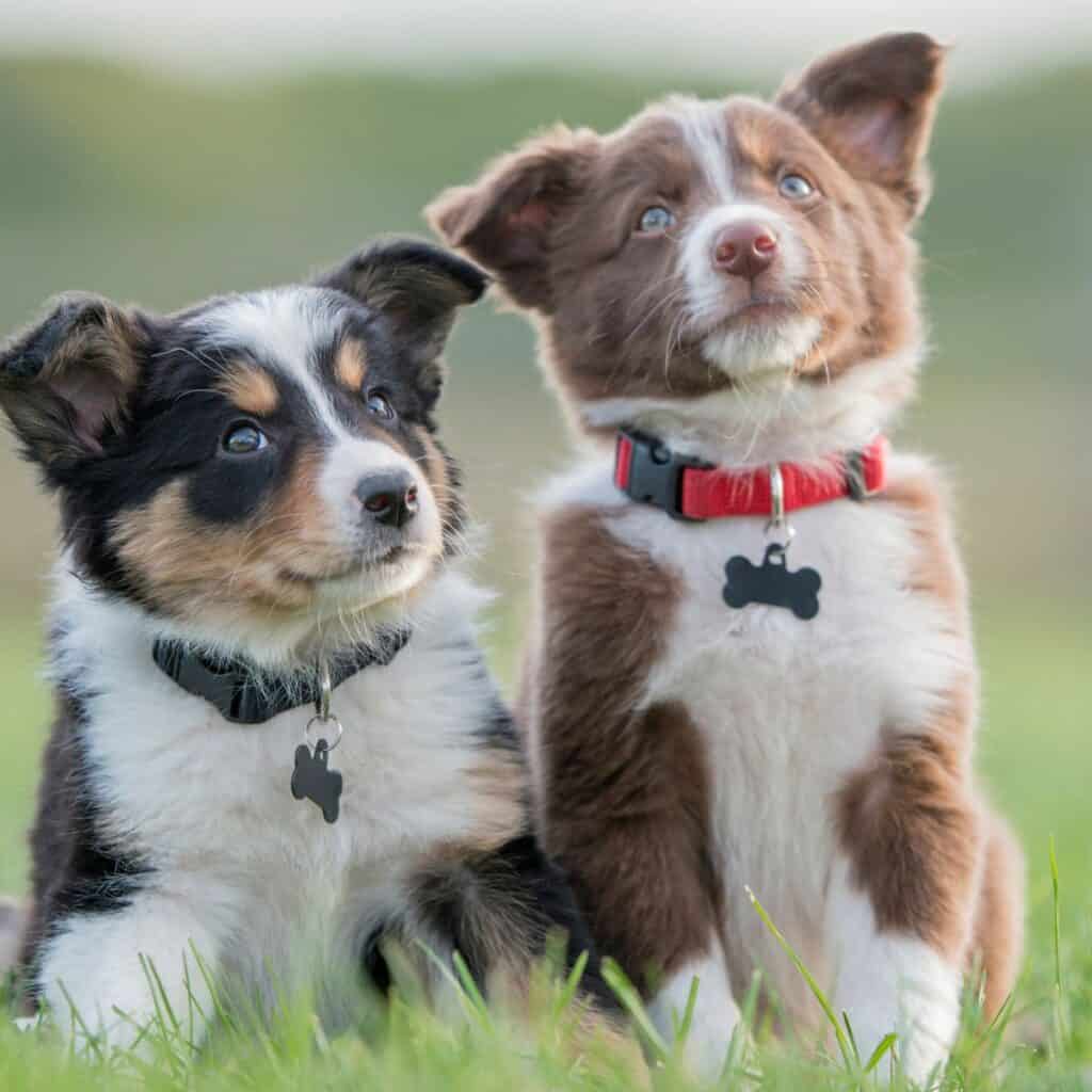 two puppies sitting next to each other in the grass