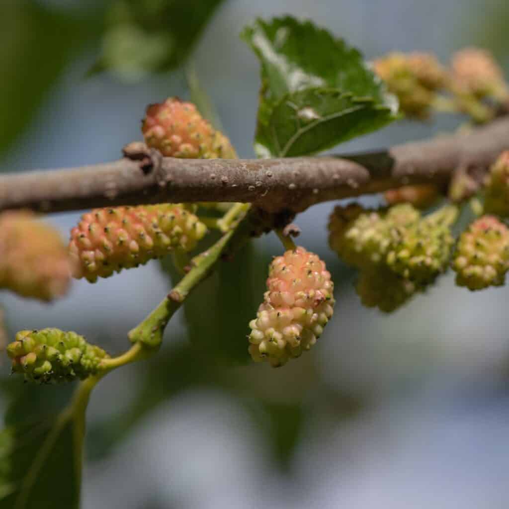 a cluster of mulberries on a tree that are not ripe yet