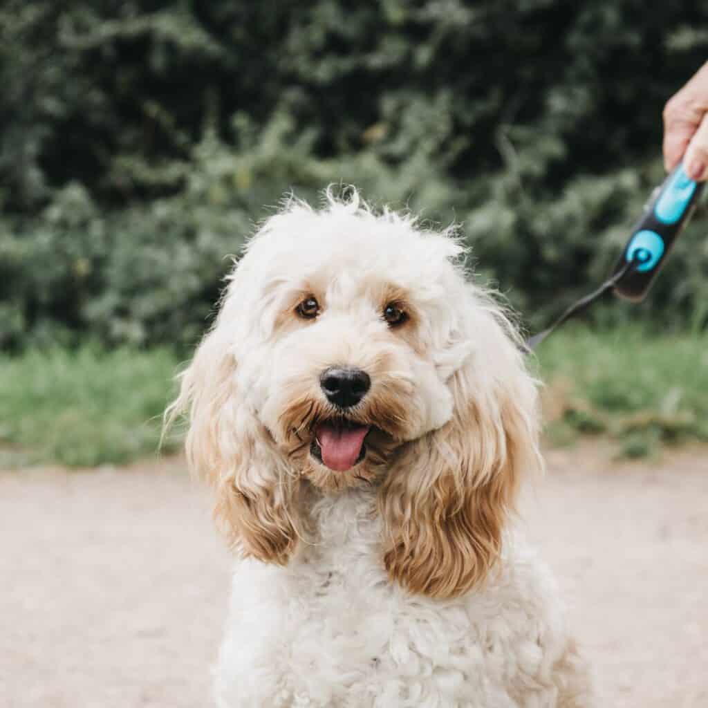 a white cockapoo standing outside